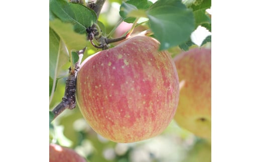 りんご【長野県産】サンふじ！約10kg ＜2026年11月下旬から順次発送予定＞ 信州 南信州 高森町 産地直送 果物 くだもの 旬のりんご 山下屋荘介