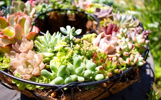 多肉植物のリース型寄せ植え【多肉植物 植物 グリーン おすすめ 約30種