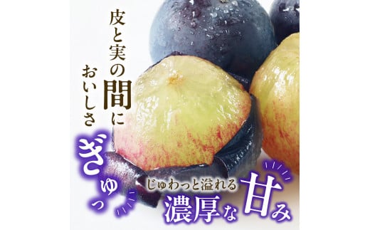 【2025年発送分 先行受付スタート！】岡山県産 白桃とニューピオーネのセット（令和７年7月以降発送）