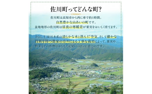 （全３回）佐川町産フルーツ 定期便R5　 いちご 文旦 梨　＜2025年イチゴまたは文旦から発送＞