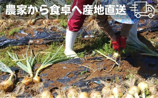 [№5911-0250]新鮮採れたて綾川町産 たまねぎサイズ混合約10kg※2024年5月上旬より順次発送