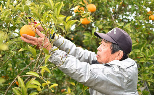 【2022年3月上旬発送】甘夏みかん 約10kg＆甘夏かりんとう 100g 果物 菓子