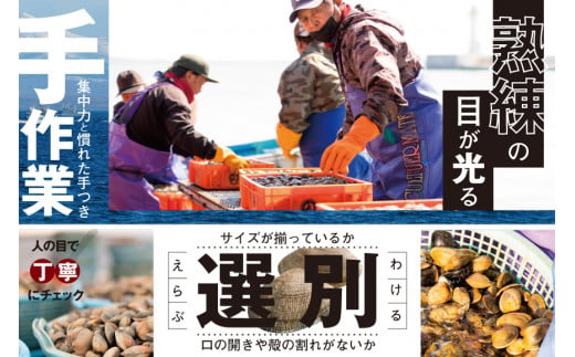 北海道 道東産  (活) アサリ中 3kg（北海道 あさり アサリ ふるさとチョイス ふるさと納税 仕組み キャンペーン 限度額 計算 ランキング やり方 シミュレーション チョイス チョイスマイル ）