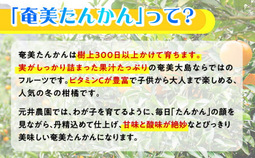 【チョイス限定3名様】奄美たんかんの木 まるごと1本オーナー権～元井農園～（最低20kg保証）