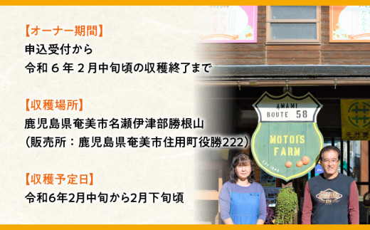 【チョイス限定3名様】奄美たんかんの木 まるごと1本オーナー権～元井農園～（最低20kg保証）