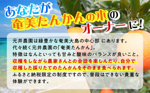 【チョイス限定3名様】奄美たんかんの木 まるごと1本オーナー権～元井農園～（最低20kg保証）