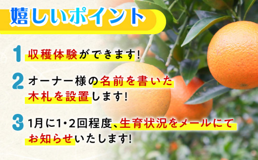 【チョイス限定3名様】奄美たんかんの木 まるごと1本オーナー権～元井農園～（最低20kg保証）