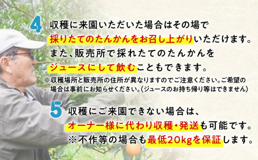 【チョイス限定3名様】奄美たんかんの木 まるごと1本オーナー権～元井農園～（最低20kg保証）