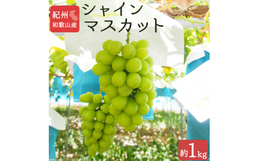 紀州和歌山産 シャインマスカット 約1kg ※2025年8月下旬頃〜2025年9月上旬頃に順次発送 ※日付指定不可 ぶどう ブドウ 葡萄 マスカット 果物 くだもの フルーツ 人気【uot782】