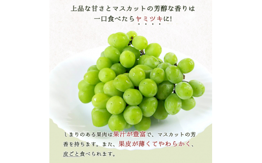 紀州和歌山産 シャインマスカット 約1kg ※2025年8月下旬頃〜2025年9月上旬頃に順次発送 ※日付指定不可 ぶどう ブドウ 葡萄 マスカット 果物 くだもの フルーツ 人気【uot782】