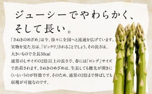 柔らかさと甘みが際立つ さぬきのめざめ春芽 約900g【2025-3月上旬～2025-4月下旬配送】