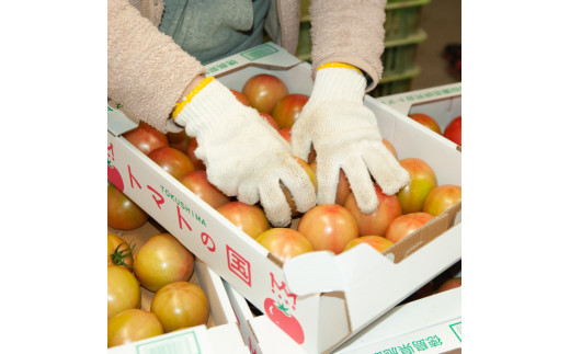 【2カ月定期便】トマト 大玉 3kg 大玉トマト サラダ トマトの国 徳島県 阿波市