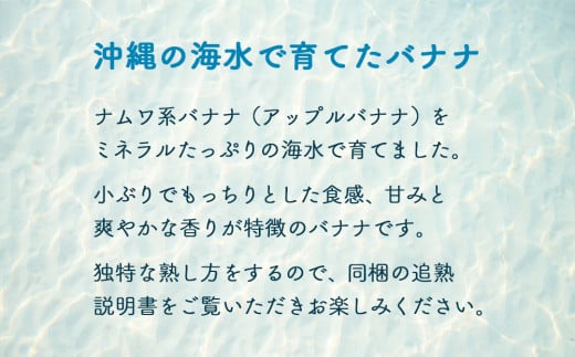 【先行予約 限定50個】うみしおバナナ 2kg 【2025年6～8月頃に配送】 今帰仁村産 アップルバナナ