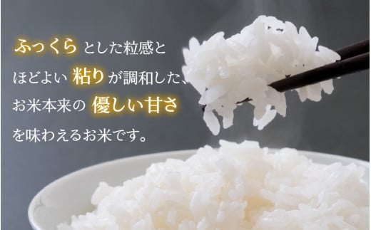 【6ヶ月連続定期便】令和6年産 福井県の新しいブランド米 いちほまれ5kg ×1袋（5kg × 6ヶ月） [H-015001]