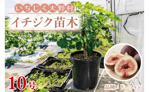 イチジク苗木 10号 【なえぎ 観葉 植物 いちじく 自宅 ポット ドーフィン 茨城県 鹿嶋市】（KAE-8）