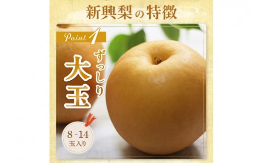 【先行予約／数量限定150】京丹後産 新興梨 5kg（8～14玉入り）（2025年10月中旬～発送）　国産 期間限定 デザート 甘い ジューシー ふるさと納税 梨 なし ナシ 5kg ふるさと納税 先行予約 フルーツ くだもの 果物 赤梨　JA00046