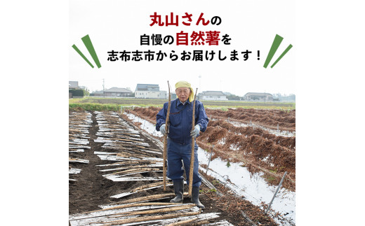 大地の宝！志布志産自然薯 1kg以上(1～2本入り) a1-108