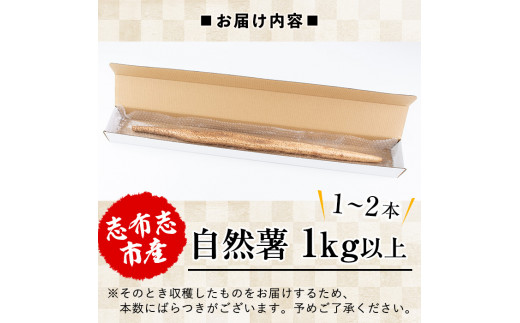 大地の宝！志布志産自然薯 1kg以上(1～2本入り) a1-108