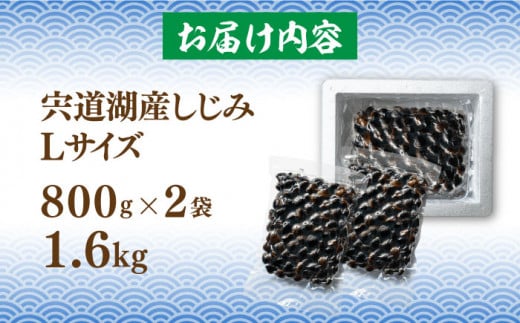 宍道湖産 冷凍大和しじみ 砂抜き済 Lサイズ800×2袋(1.6kg) 島根県松江市/しじみ市場株式会社 [ALDK005]