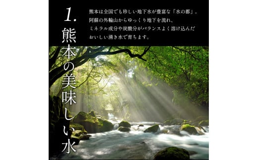 【定期3回】『大家ファーム』のミニトマト アイコ 2kg × 3回 | 野菜 やさい とまと トマト ミニトマト アイコ 定期 定期便 熊本県 玉名市