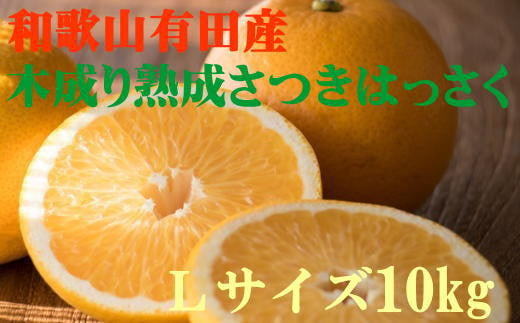 こだわりの和歌山有田産木成り熟成さつき八朔 10kg(Lサイズ) 2024年4月上旬～4月下旬頃に発送【tec841】