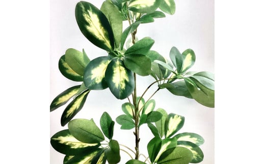 香港カポック「ハッピーイエロー」 　※北海道・沖縄・離島への配送不可