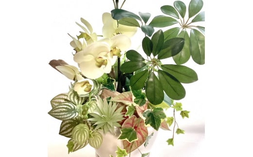 香港カポック「ハッピーイエロー」 　※北海道・沖縄・離島への配送不可