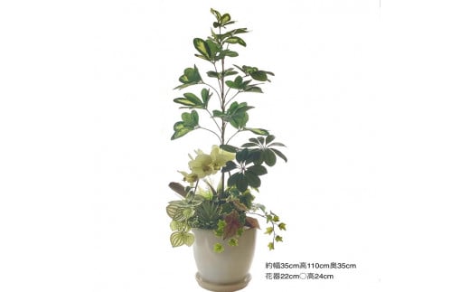 香港カポック「ハッピーイエロー」 　※北海道・沖縄・離島への配送不可