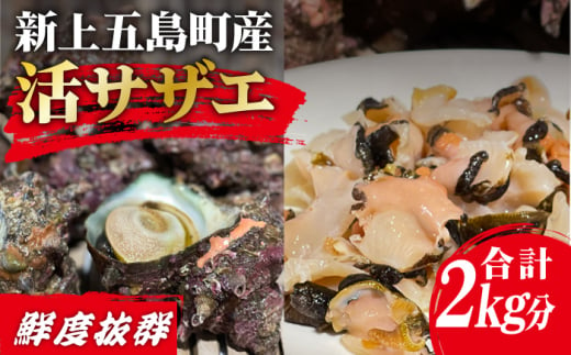 鮮度抜群 新上五島町産 活サザエ 殻付き1kg+殻付き1kg分のスライス / 貝 魚介 海鮮 海産物 新上五島