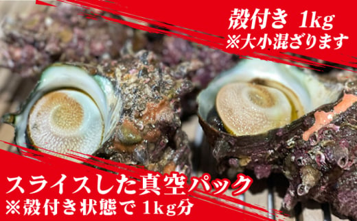 鮮度抜群 新上五島町産 活サザエ 殻付き1kg+殻付き1kg分のスライス / 貝 魚介 海鮮 海産物 新上五島