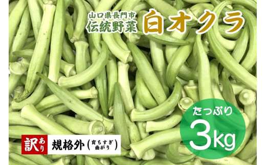 白オクラ 大容量 規格外品 訳あり 訳アリ 合計3kg 希少野菜 伝統野菜 長門市