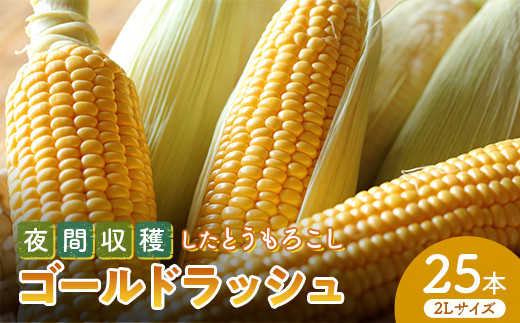 ＜夜間収穫＞とうもろこし ゴールドラッシュ ＜2Lサイズ＞約10kg(25本) 夜採れ トウモロコシ とうもろこし コーン 野菜 食品 F21E-066