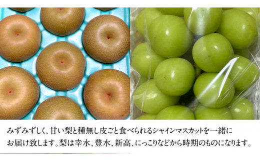 梨 5kg と シャインマスカット2房【令和6年8月より発送開始】（茨城県共通返礼品：石岡市産） 詰め合わせ 果物 フルーツ 茨城県産