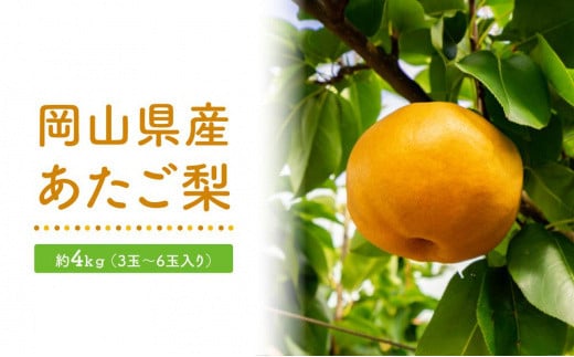 GV27　あたご梨約4kg 3～6玉入＜2024年発送＞【梨 なし 果物 フルーツ 国産 人気 おすすめ 岡山県 倉敷市】