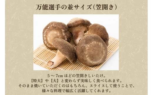 生しいたけ 並サイズ（笠開き） 約500g（12～18個）《10月中旬から順次発送》 品評会で金賞受賞！ きのこ しいたけ 椎茸 特大 食べ応えある大きさ 肉厚で旨味たっぷり！ 加茂市 青木農園