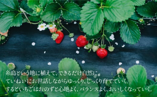 【予約：2025年1月上旬より順次発送】完熟あまおうジャム 140g×3本 糸島市 / slowberry strawberry [APJ003] イチゴ 苺 あまおう イチゴジャム