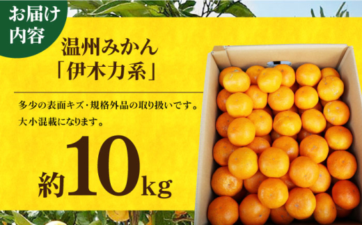 【訳あり】 長崎県産 伊木力系温州みかん10kg 長崎県/大将農園 [42AOAA017]みかん 柑橘 オレンジ 果物 フルーツ ミカン 旬 くだもの 伊木力 温州みかん