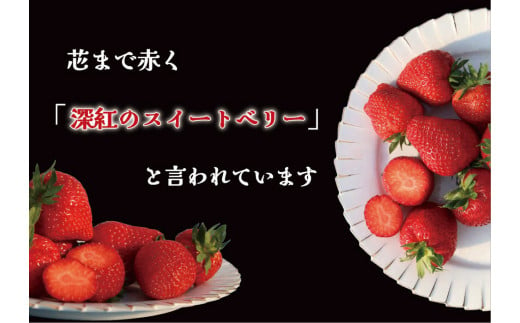 【2025年1月中旬より順次発送】 果肉まで真っ赤な深紅のスイートベリー『58ロハスファームのロイヤルクイーン』2箱｜いちご 苺 果物 フルーツ 産地直送 先行予約 [0579]