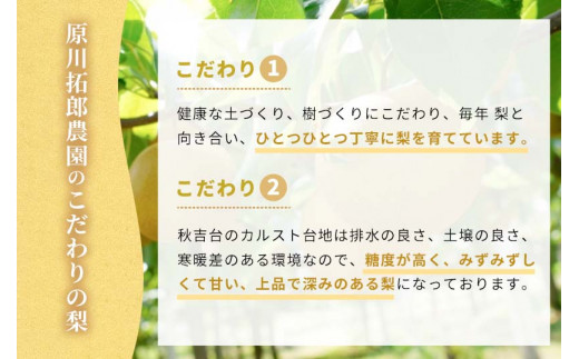 美祢市秋芳町産 二十世紀梨 （約5kg）【先行予約：9月より発送予定】｜ 二十世紀  なし 梨 フルーツ 大きい BIG サイズ 特産品 美祢市 美祢 山口県 山口 秋芳町 秋芳 カルスト台地 先行予約