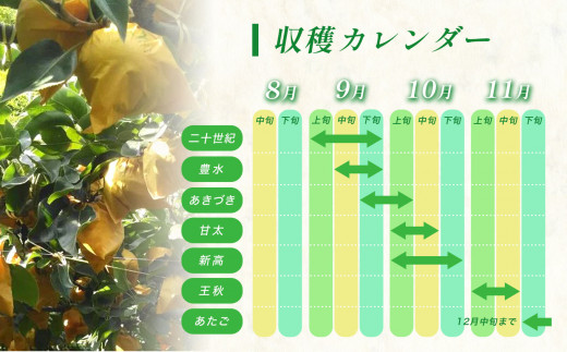 美祢市秋芳町産 二十世紀梨 （約5kg）【先行予約：9月より発送予定】｜ 二十世紀  なし 梨 フルーツ 大きい BIG サイズ 特産品 美祢市 美祢 山口県 山口 秋芳町 秋芳 カルスト台地 先行予約