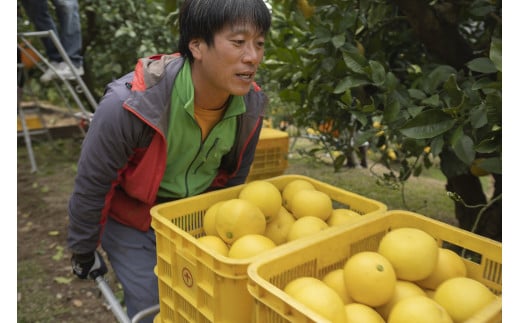 31-08 千光士農園の土佐文旦 10kg（ご家庭用スレキズあり）