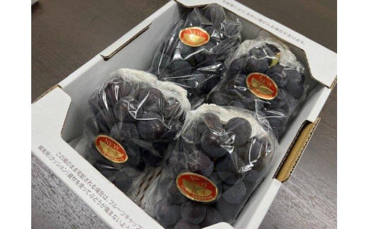 ぶどう 2026年 岡山県産 ニューピオーネ2房(1房480g以上) 化粧箱入り