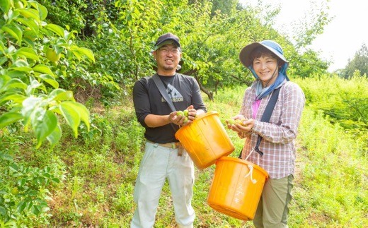 【先行予約】鈴木農園 うきは山奥育ちの南高梅 (中玉) 約3kg 2025年6月上旬から6月中旬 出荷予定