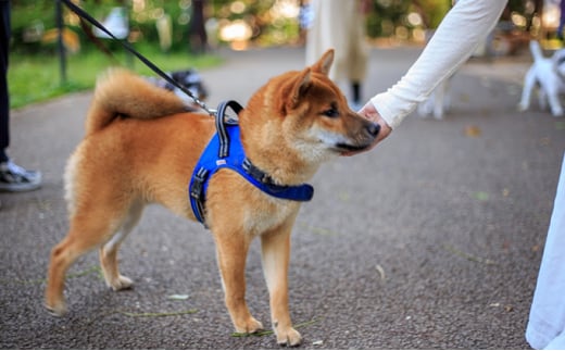 オーガニック鹿肉ペットフード（犬用）ドライタイプ100ｇ×2袋　鹿肉ペットフード（犬猫用）ウェットタイプ100g×2袋　鹿肉ペットフード（犬猫用）ジャーキー40g×2袋 [№5915-0906]