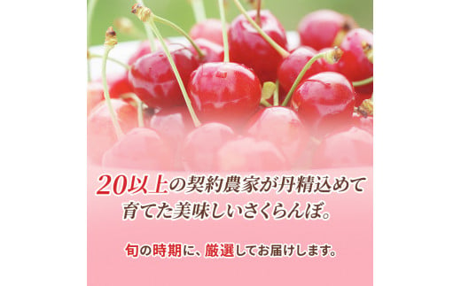 北海道 仁木町産 サクランボ 紅秀峰 1.2kg 厳選品  松山商店