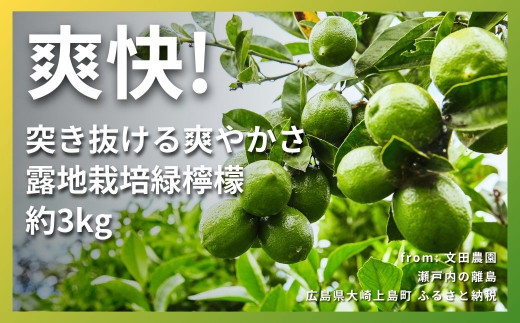 [9月発送] 文田農園のグリーンレモン 約3kg 瀬戸内 広島 大崎上島 離島 柑橘 檸檬 露地栽培