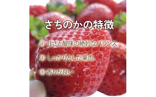 いちご 食べ比べ セット 恋みのり さちのか 各2パック 計4パック ( 280g × 4 ) 大粒 果物 フルーツ 苺 ストロベリー  ケーキ アイス タルト ジュース ゼリー ジェラート シャーベット ジャム スムージー 洋菓子 和菓子 フルーツサンド フルーツ大福 いちご大福 プレゼント ギフト お取り寄せ グルメ 送料無料 徳島県 阿波市 御所の郷