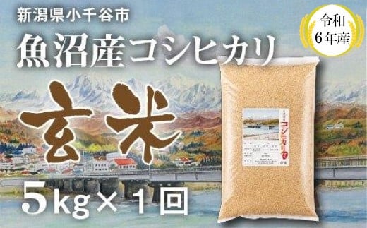 KT12P347 〔玄米 選別品〕 令和6年産魚沼産コシヒカリ 玄米5kg （米太）