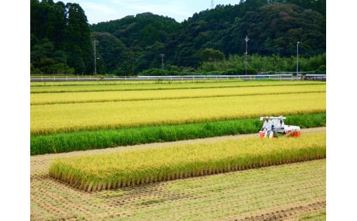 K401 【お米定期便】御宿産コシヒカリ１０ｋｇ×６か月