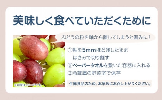  257.【先行予約】 岡山県産 訳ありつる付きニューピオーネ 2房 530g以上 葡萄 果物 厳選出荷 スイーツ フルーツ デザート 岡山県矢掛町《9月上旬-10月末頃に出荷予定(土日祝除く)》 種なしぶどう【配送不可地域あり】